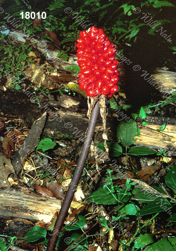 Arisaema macrospathum (Araceae)